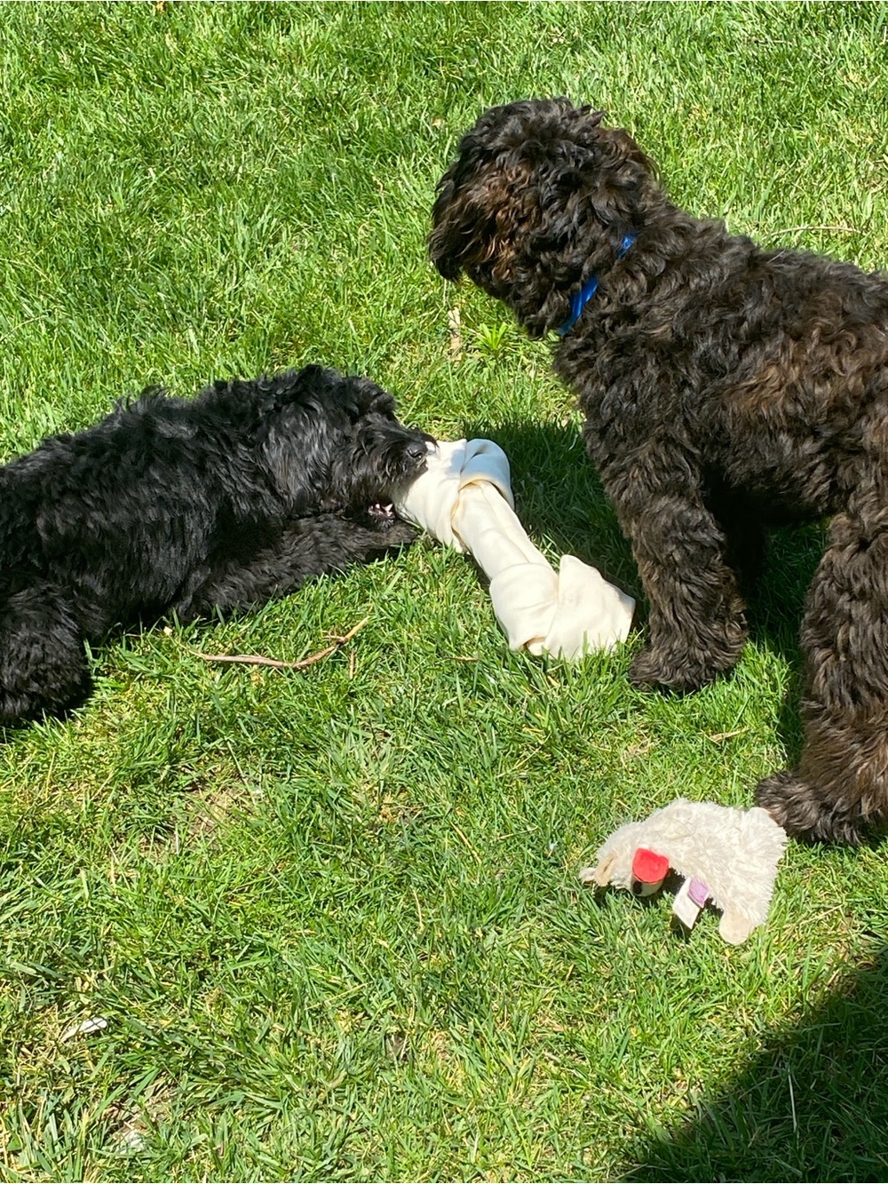 Mystery bundle - Labradoodles Support for Active Dogs - Picture 3 of 3